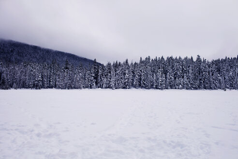 Wald im Winter an einem bedeckten Tag - CAVF35306