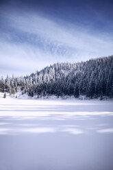 Blick auf den Wald im Winter - CAVF35315