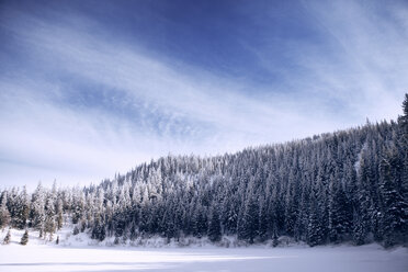 Blick auf den Wald im Winter - CAVF35316