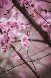 Close-up of pink flowers blooming on branches - CAVF35386