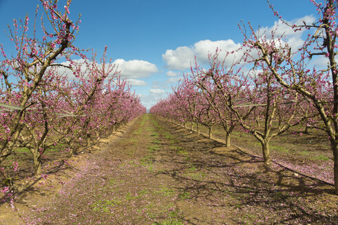 Spanien, Aitona, Reihen von blühenden Pfirsichbäumen - SKCF00405