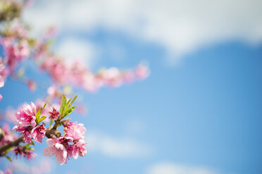 Pink peach blossoms against sky, close-up - SKCF00408