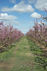 Spain, Aitona, rows of blossoming peach trees - SKCF00409