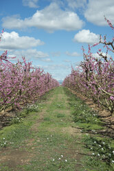 Spanien, Aitona, Reihen von blühenden Pfirsichbäumen - SKCF00409