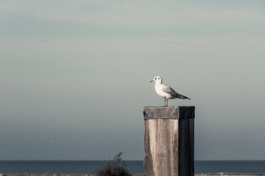 Deutschland, Ostfriesland, Möwe auf Holzmast sitzend - DWIF00905