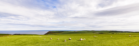 Schottland, Aberdeenshire, Schafherde an der Küste bei Crobie, lizenzfreies Stockfoto