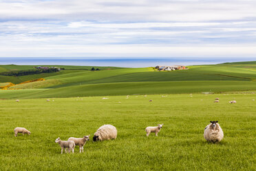 Schottland, Aberdeenshire, Schafherde an der Küste bei Crobie - WDF04561