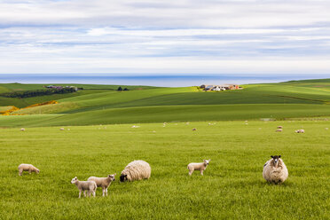Scotland, Aberdeenshire, Flock of sheep at the coast near Crobie - WDF04561