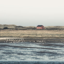 Germany, Spiekeroog, seaside with flock of birds - DWIF00912