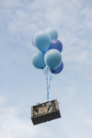 Blumengeschenk im Karton mit Luftballons verschicken, lizenzfreies Stockfoto