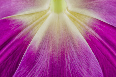 Tulip, close-up - MJOF01484
