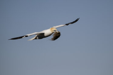 Schottland, fliegender Basstölpel mit Nistmaterial - MJOF01485