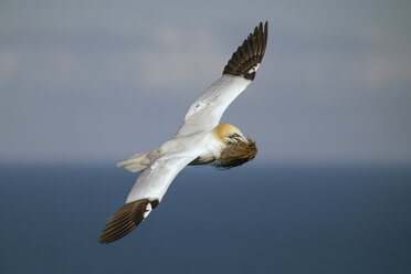 Schottland, fliegender Basstölpel mit Nistmaterial - MJOF01486