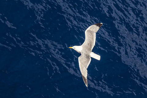 Fliegende Möwe, Draufsicht, lizenzfreies Stockfoto