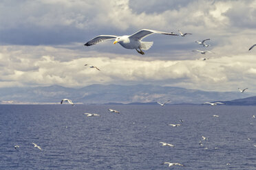 Greece, flying seagulls - MAMF00006