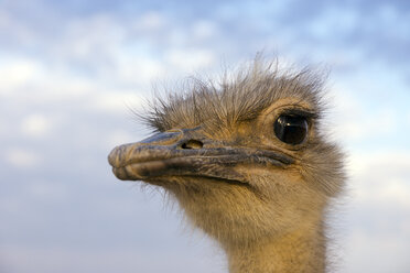 Portrait of ostrich - WEF00436