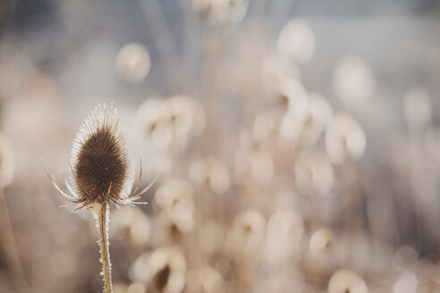 Verwelkte Distel - OCAF00171