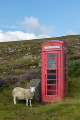 Vereinigtes Königreich, Schottland, Highland, Telefonzelle und Schafe - LBF01895