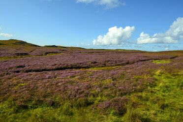 Vereinigtes Königreich, Schottland, Highland, Sutherland, Caithness, blühendes Heidekraut bei Strathy Point - LBF01903