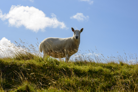 Vereinigtes Königreich, Schottland, Highland, Caithness, Hausschafe, lizenzfreies Stockfoto