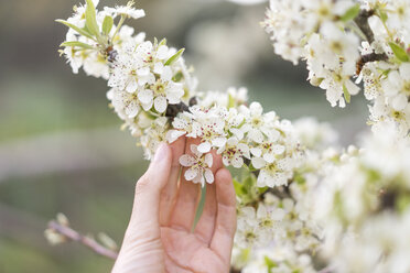 Hand berührt weiße Blüten eines Obstbaums, Nahaufnahme - AFVF00415