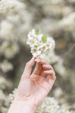 Hand hält weiße Blüte eines Obstbaums, Nahaufnahme, lizenzfreies Stockfoto