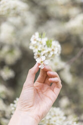 Hand hält weiße Blüte eines Obstbaums, Nahaufnahme - AFVF00416