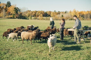 Multi-ethnic male and female farmers with herd of sheep on field - MASF01530