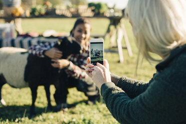 Ältere Frau fotografiert Freund und Schafe mit Handy auf einem Feld - MASF01621