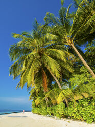 Maledives, Ross Atoll, beach - AMF05683