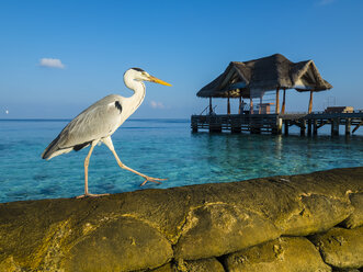 Malediven, Ross-Atoll, Graureiher, Ardea cinerea, spazierend auf Uferbefestigung - AMF05685