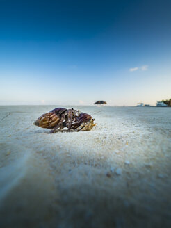 Malediven, zwei Krabben beim Kopulieren - AMF05686