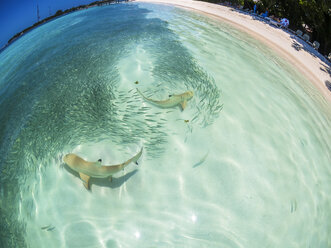 Malediven, Ross-Atoll, Lagune mit Sardinen und Jagd auf Schwarzspitzen-Riffhaie - AMF05687