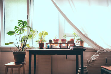 Houseplants on table by window at home - MASF01723
