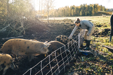 Full length of farmer petting pig in animal pen at organic farm - MASF01929