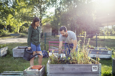 Woman holding watering can while man planting in urban garden - MASF01962