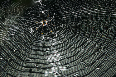Niedriger Blickwinkel einer Spinne beim Weben eines Netzes - CAVF35548