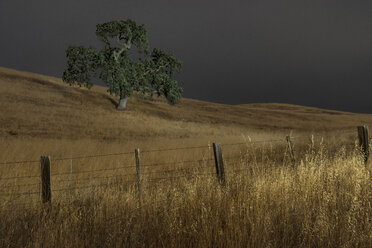 Baum wächst durch Zaun auf grasbewachsenen Landschaft gegen Himmel in der Nacht - CAVF35553