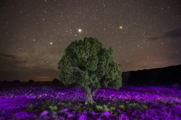 Tree growing on purple landscape against star field - CAVF35587