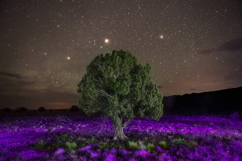 Baum wächst auf lila Landschaft gegen Sternenfeld - CAVF35587