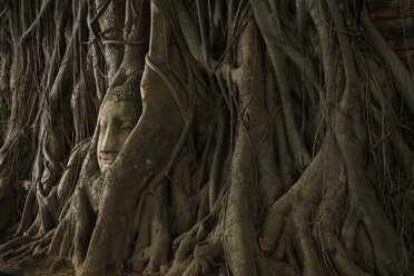 Buddha head In tree roots at Wat Phra Mahathat - CAVF35588