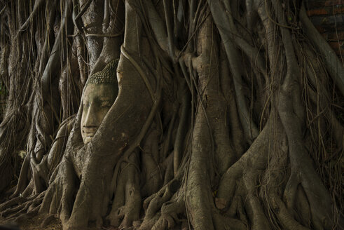 Buddhakopf in Baumwurzeln im Wat Phra Mahathat - CAVF35588