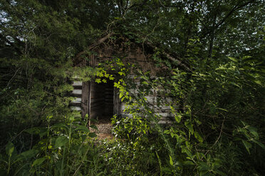 Old log cabin amidst trees growing in forest - CAVF35628