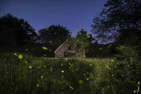 Alte Blockhütte inmitten von Bäumen im Wald gegen den klaren Himmel in der Abenddämmerung - CAVF35629