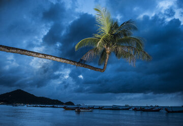Palme über Booten, die auf dem Meer vor einem bewölkten Himmel vertäut sind - CAVF35634