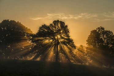 Sunlight emitting through silhouette trees during sunset - CAVF35642