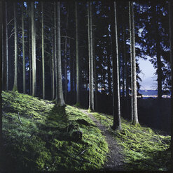 Weg inmitten von Bäumen im Wald in der Abenddämmerung - CAVF35655