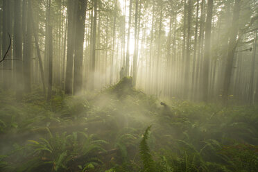 Scenic view of fog in forest at Cascade National Park - CAVF35699