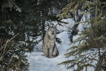 Kanadischer Luchs schaut weg, während er auf einem verschneiten Feld sitzt - CAVF35702