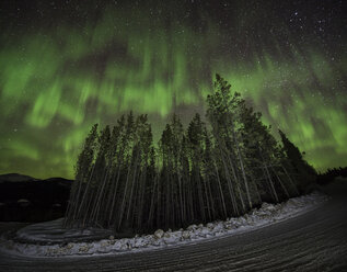 Niedriger Winkel majestätischen Blick auf Polarlicht über Wald - CAVF35711